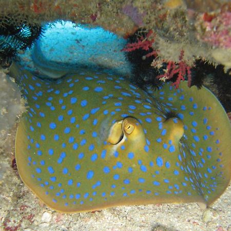 Gili Pirates Dive & Bnb Gili Trawangan Exterior photo